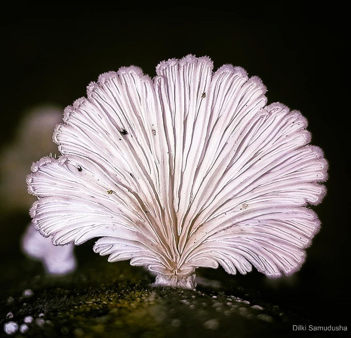 Schizophyllum commune Fr. (Fries, 1821)